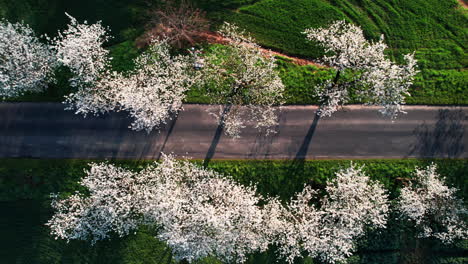 Flight-over-the-alley-of-blossoming-cherry-trees-at-sunset