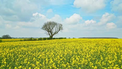 Fascinante-Vista-Panorámica-De-Un-Hermoso-Campo-De-Colza-Amarilla-En-El-Campo-De-Un-Agricultor-En-Lincolnshire