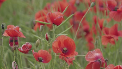 Red-poppies-on-a-green-meadow-sway-in-light-gusts-of-wind