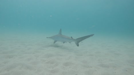 Close-up-underwater-view-of-a-Hammerhead-shark-hunting-above-the-sandy-ocean-floor