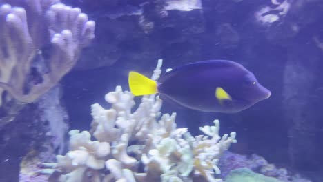 Wunderschöne-Farbige-Fische-Schwimmen-Langsam-Zwischen-Wasserpflanzen,-Korallen-Und-Seeanemonen