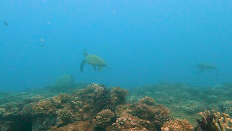 Drei-Große-Grüne-Meeresschildkröten-Schwimmen-Ruhig-An-Einer-Reinigungsstation-Im-Türkisblauen-Ozean