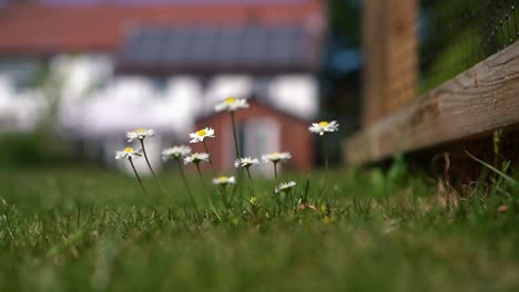 A-close-up-of-a-group-daisies-in-a-garden-blowing-in-the-wind