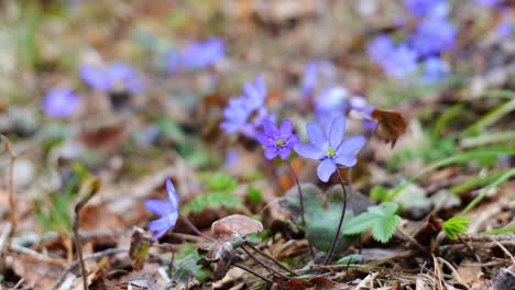 Primer-Plano-De-Flores-Púrpura-Heptica-Durante-La-Primavera