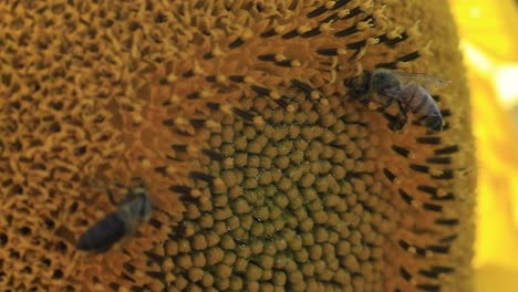 Bienen-Suchen-Auf-Einer-Sonnenblume-Nach-Pollen-Und-Nektar