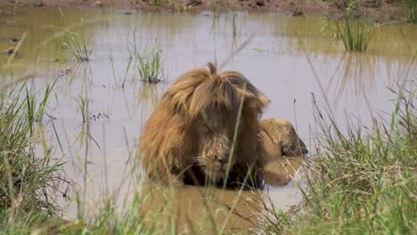 Male-Lion-sleeping-in-shallow-water-surrounded-by-grass