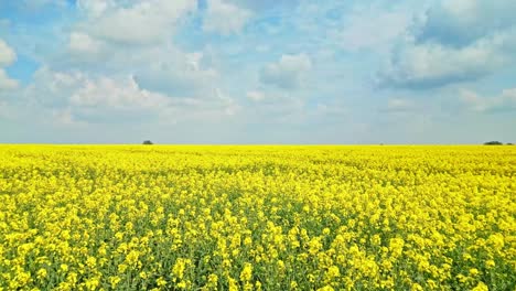 Stunning-drone-footage-of-a-yellow-rapeseed-field-in-full-bloom-on-a-beautiful-day-in-Lincolnshire