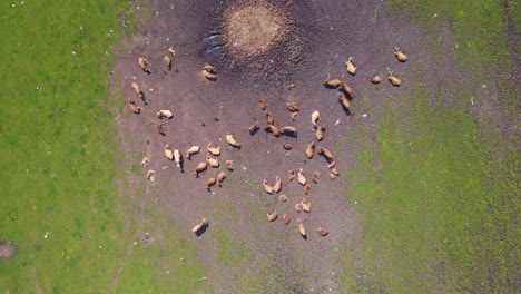 Breathtaking-aerial-top-view-flight-herd-of-cows-on-Pasture-meadow,-czech-republic-in-Europe,-summer-day-of-2023