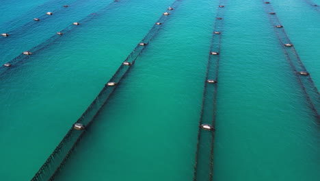 Aerial-close-view-of-clam-breeding-farm-in-lines-in-middle-of-blue-turquoise-sea