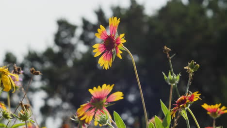 Indian-Blanket-Wildflower-blowing-in-the-wind-slow-motion,-flowers-native-to-Texas-Hill-Country