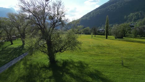 Lush-green-meadows-of-Switzerland-filled-with-coniferous-trees,aerial