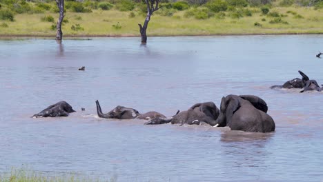 Herde-Afrikanischer-Elefanten,-Die-Sich-Im-Wasser-Des-Savannensees-Abkühlen