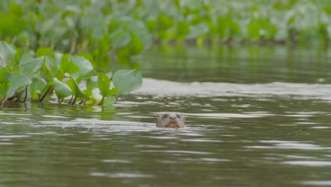Giant-otter-swimming-on-a-river-in-Pantanal-while-chewing-fish