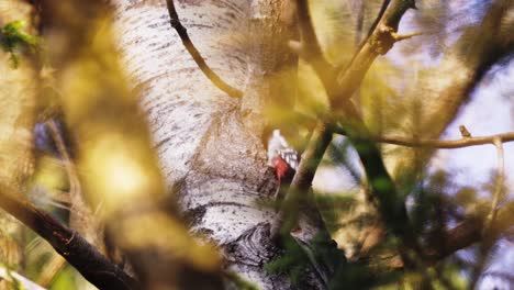 Buntspecht-Pickt-In-Einem-Nest-In-Einem-Baumstamm-In-Einem-Frühlingswald