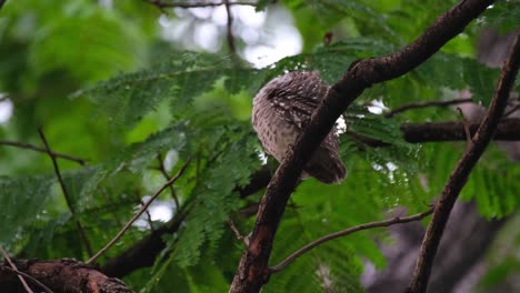 Looking-to-its-right-while-perched-then-preens-its-left-back-and-wing-and-front-side-raising-its-right-leg-to-also-preen,-Spotted-Owlet-Athene-brama,-Thailand
