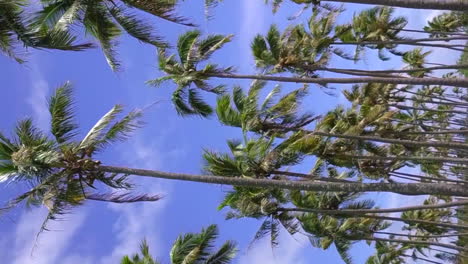 Vertical-flight-through-coconut-tree-plantation-on-Isle-of-Pines,-New-Caledonia