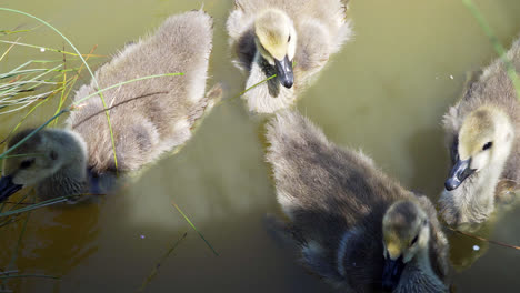 Baby-Canada-goose-goslings-swimming-along-with-a-protective-mother-goose