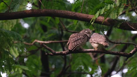 Both-enjoying-the-time-in-preening-and-grooming-each-other,-Spotted-Owlet-Athene-brama,-Thailand