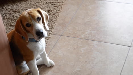 Hermoso-Cachorro-Beagle-De-Pan-Puro-En-Apartamento-Estudio