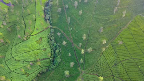 Aerial-view-of-green-tea-agricultural-field-on-the-mountain-slope-in-the-morning