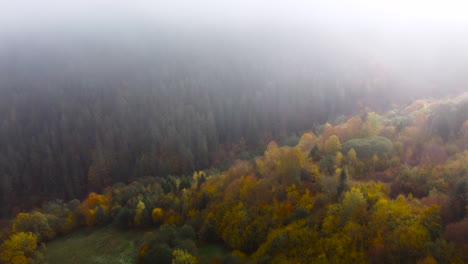Scenic-revealing-shot-of-yellow-autumn-trees-and-the-evergreen-pine-trees-during-a-foggy-morning