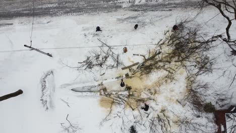 Drone-top-view-of-people-picking-up-dry-branches-after-being-cut-down-in-winter