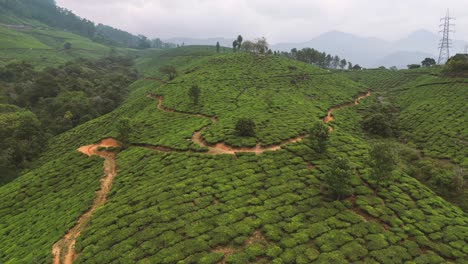 Tea-plantations-around-Munnar,-tea-estate-hills-in-Kerala-state,-Idukki-district,-India