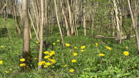 Bunch-of-tree-in-the-jungle-highland-forest-in-a-sunny-day-sun-flower-yellow-plant-buds-sprout-blooming-blossom-in-spring-summer-season-grass-field-grazing-livestock-concept-and-nomad-local-people