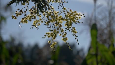 Flores-De-Acacia-Cuelgan-De-Las-Ramas