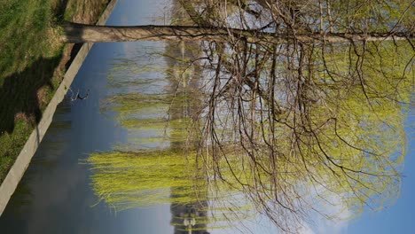 Vertikale-Aufnahme-Eines-Grünen-Weidenbaums-Mit-Kleinen-Frischen-Blättern-Im-Zeitigen-Frühling-Am-Ufer-Des-Sees