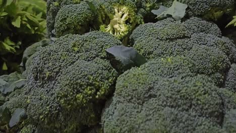 Slow-descending-shot-of-a-large-collection-of-florets-and-broccoli-for-sale