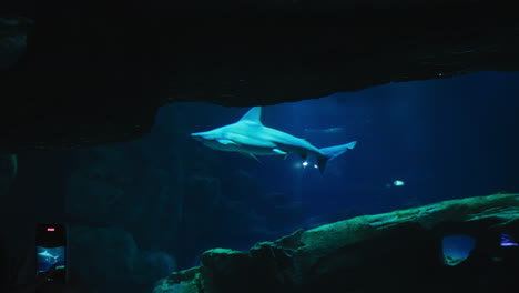 Hai-Schwimmt-Im-Aquarium.---Verfolgung