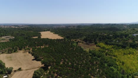 Olive-Trees-Plantation-Aerial-View