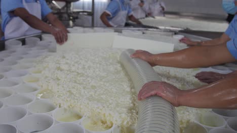 Workers-distribute-fermented-milk-in-cheese-production-process,-cheese-factory