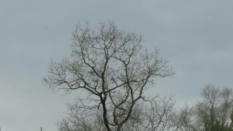 Low-angle-shot-of-a-leafless-tree-in-Thetford-forest,-Norfolk,-UK-during-evening-time