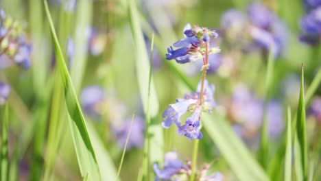 Flores-De-Color-Púrpura-En-Un-Gran-Campo-De-Hierba-Durante-La-Primavera