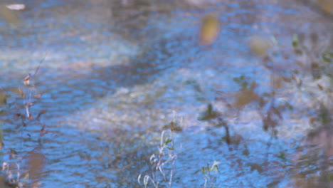 Blätter-Und-Bachwasser-Im-Hintergrund