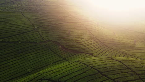 Amazing-drone-shot-of-green-tea-plantation-on-the-hill-in-sunrise-time