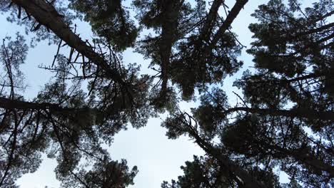 árboles-En-El-Bosque,-Mirando-Hacia-Arriba,-Girando