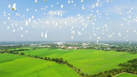 Large-group-of-white-birds-flying-in-the-air-in-a-countryside-area,-picturesque-landscape-with-residential-area-visible-in-distance