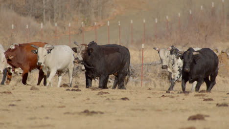 Herd-of-bulls-walking-along-a-fence-in-rural-Texas-farm-countryside