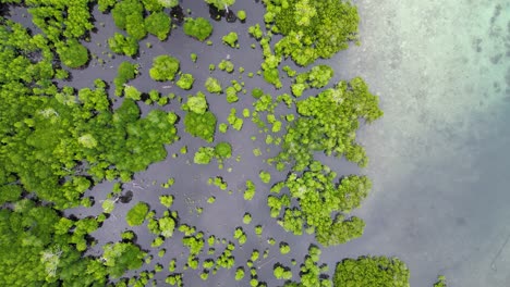 Aerial-top-down-perspective-of-mangrove-forest-and-seedlings-in-ocean-water
