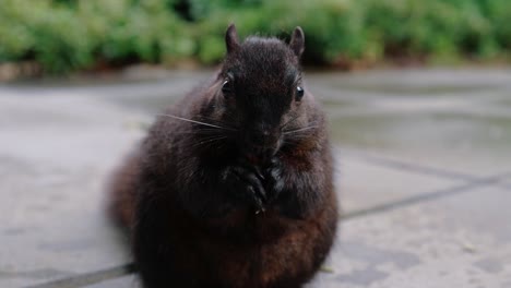 Niedliches-Eichhörnchen,-Das-Nüsse-Auf-Dem-Boden-Im-Hinterhof-Frisst