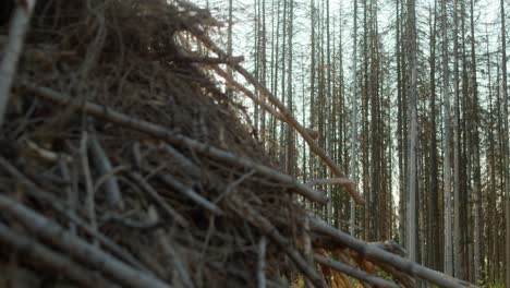 Dead-dry-spruce-forest-hit-by-bark-beetle-in-Czech-countryside-with-pile-of-cut-down-branches-in-the-foreground