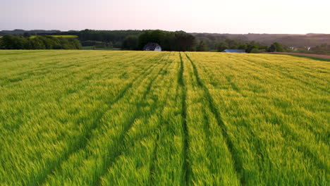 Der-Goldene-Schein-Des-Sonnenuntergangs-Beleuchtet-Die-üppigen-Grünen-Weizenfelder-Polens,-Luftaufnahme