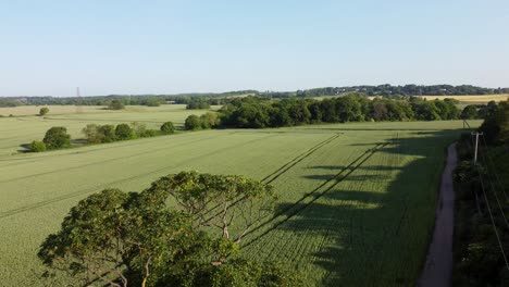 Grüne-Bio-Weizenpflanzen-Wachsen-Auf-Englischem-Ackerland-Bei-Sonnenaufgang-Am-Frühen-Morgen,-Luftaufnahme-Rückwärts-über-Baum