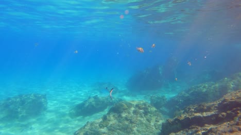 Schnorcheln-–-Kleine-Makrelen,-Die-Sich-Bewegen,-Die-Korallen-Und-Felsen-Mahe,-Seychellen
