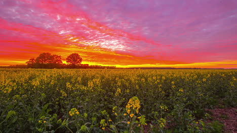 Time-lapse-of-clouds-moving-in-colorful-sky-at-sunrise-over-field-of-yellow-flowers