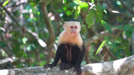 Mono-Capuchino-Se-Sienta-En-Una-Rama-En-La-Jungla-Y-Se-Rasca-Antes-De-Acostarse