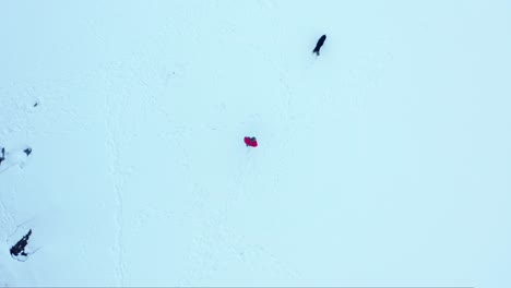 Vista-Superior-De-Una-Persona-Con-Perro-Activo-En-Un-Lago-Congelado-Durante-El-Invierno